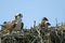 Osprey Family in Nest