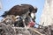 Osprey feeding