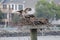 Osprey Feeding