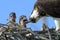 Osprey Feeding Chicks