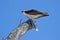 An Osprey feeding on a Fish