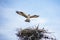 Osprey Female Nest Building on Utility Pole