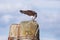 Osprey with fish