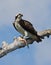 Osprey with fish.