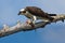 Osprey with fish.