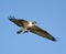 Osprey With Fish