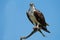 Osprey with Fish