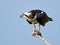 Osprey with Fish