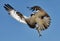 Osprey with fish