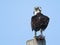 Osprey with Fish