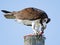 Osprey with Fish