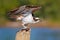 Osprey with fish. Bird of prey Osprey, Pandion haliaetus, feeding on caught fish, Peru. Wildlife scene from nature. Eagle with dea