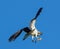Osprey with fish in blu sky