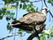 Osprey with fish catch sits in tree and stares at camera