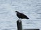 Osprey with fish on pole