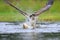 Osprey fishing in the Cairngorms