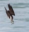 An Osprey Fishing in Florida