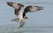 An Osprey Fishing in Florida