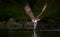 Osprey Fishing in Maine