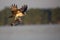Osprey fishing on Reelfoot lake in Tennessee