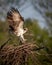 Osprey fishing on Reelfoot lake in Tennessee during the summer Nest building