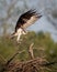 Osprey fishing on Reelfoot lake in Tennessee during the summer Nest building