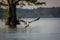 Osprey fishing on Reelfoot lake in Tennessee during the summerOsprey fishing on Reelfoot lake in Tennessee during the summer