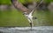 Osprey fishing in water