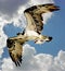 Osprey Flies Above the Boca Raton, Florida Coastline with its fresh catch.