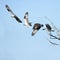 The Osprey flies away from its perch in a dead tree on Amelia Island`s greenway.