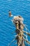 Osprey flies away from nest leaving partner