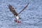 Osprey flies off with catch.