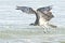 The Osprey flies out of the ocean waves after narrowly missing his meal item