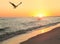 Osprey Flies Over as Sun Sets at the Beach