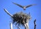 Osprey Flies Right at You After Leaving It\'s Nest