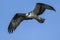 Osprey flies up high above Fernan Lake.