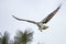 Osprey fliess off from tree