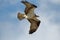 Osprey in Flight