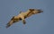 Osprey in flight. Beautiful bird of prey in flight with full wingspan. Wildlife in natural setting, flying and hunting prey.