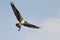 Osprey In Flight Carrying a Fish