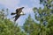 Osprey In Flight Carrying a Fish