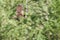 Osprey In Flight Carrying a Fish