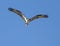 Osprey in Flight with Fish