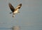 Osprey in flight with fish