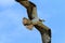 Osprey in Flight Fort Desoto Florida