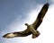 Osprey In Flight Overhead