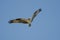 Osprey in Flight, Savannah National Wildlife Refuge