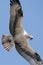 Osprey in flight scanning the water for prey