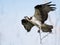 Osprey in Flight with Sticks