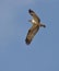 Osprey flying